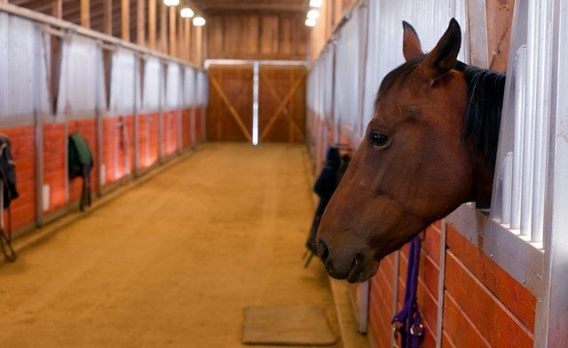 Paardensportaccommodatie geen onderdeel eigen woning